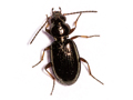 Bembidion lampros